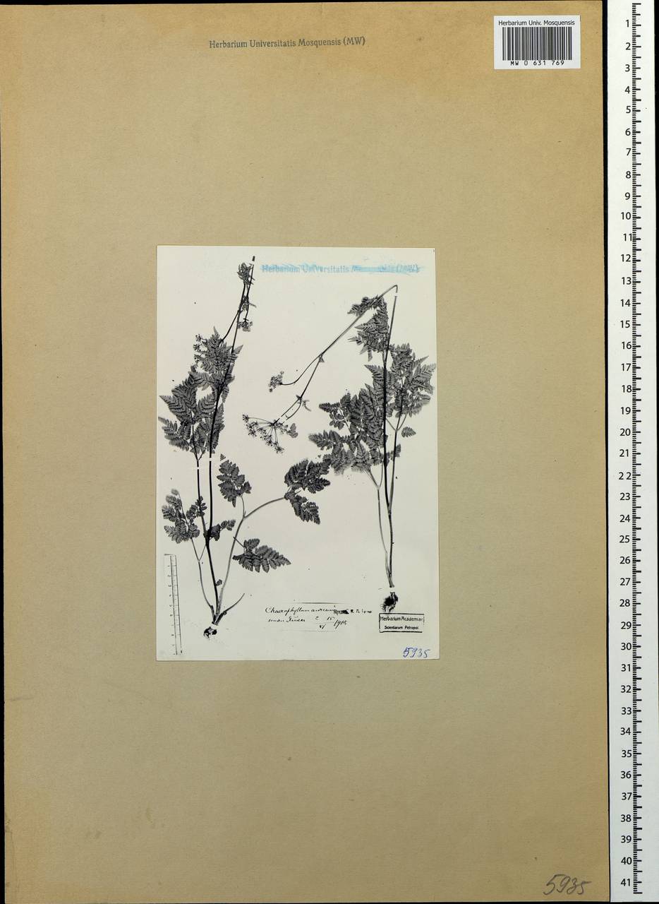 Chaerophyllum aureum L., Crimea (KRYM) (Russia)