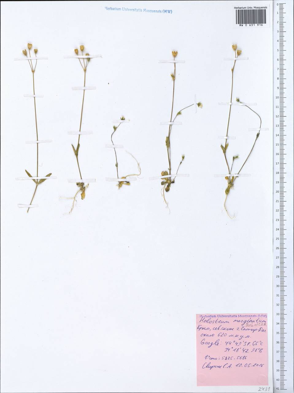 Holosteum marginatum Fisch. & C. A. Mey., Crimea (KRYM) (Russia)