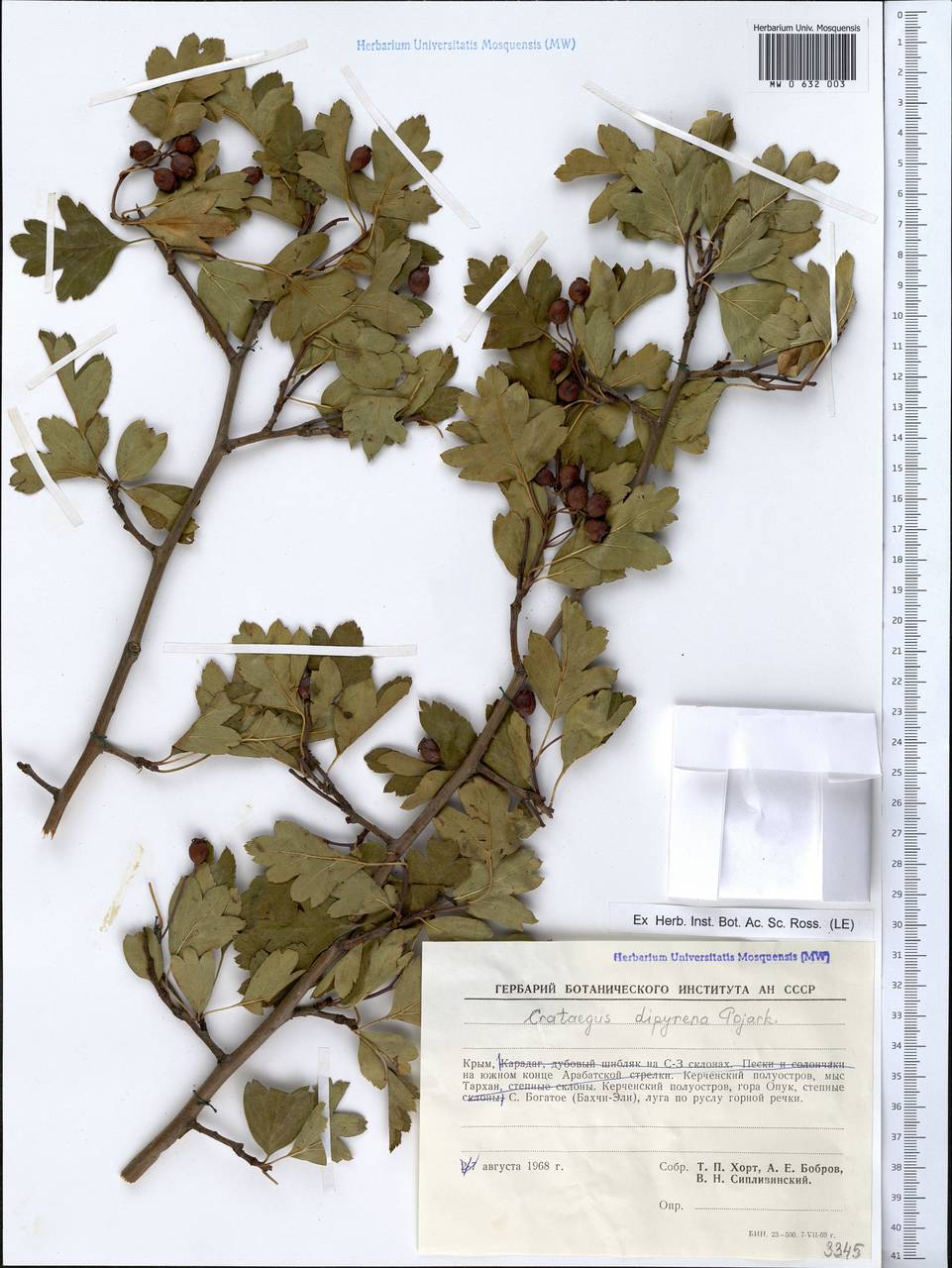 Crataegus × rubrinervis Lange, Crimea (KRYM) (Russia)