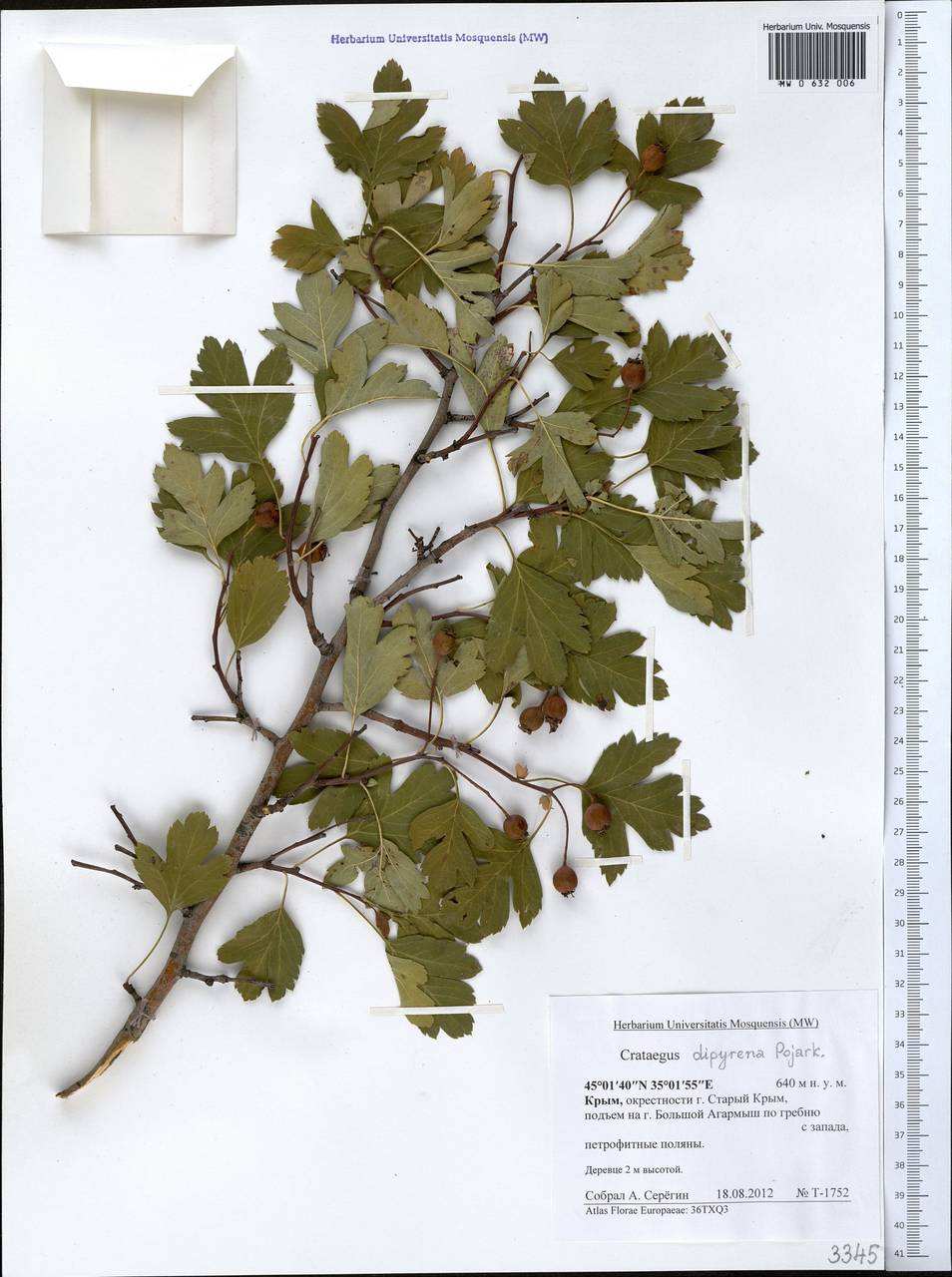 Crataegus × rubrinervis Lange, Crimea (KRYM) (Russia)