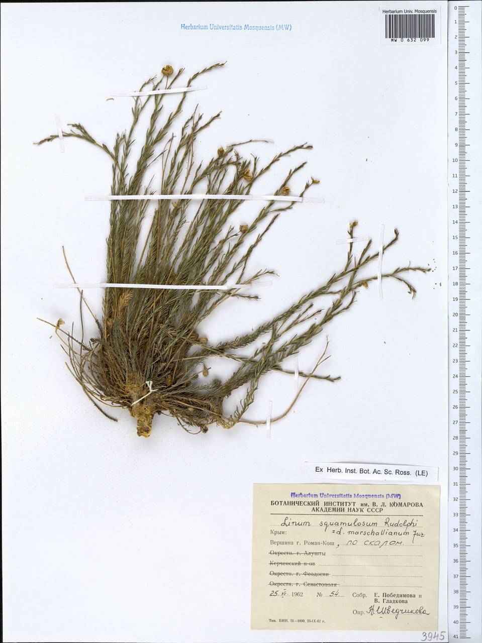 Linum austriacum subsp. marschallianum (Juz.) Greuter & Burdet, Crimea (KRYM) (Russia)