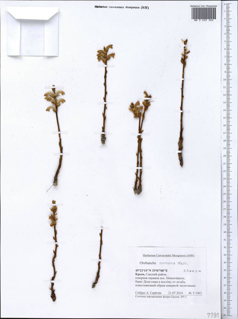 Orobanche cumana Wallr., Crimea (KRYM) (Russia)