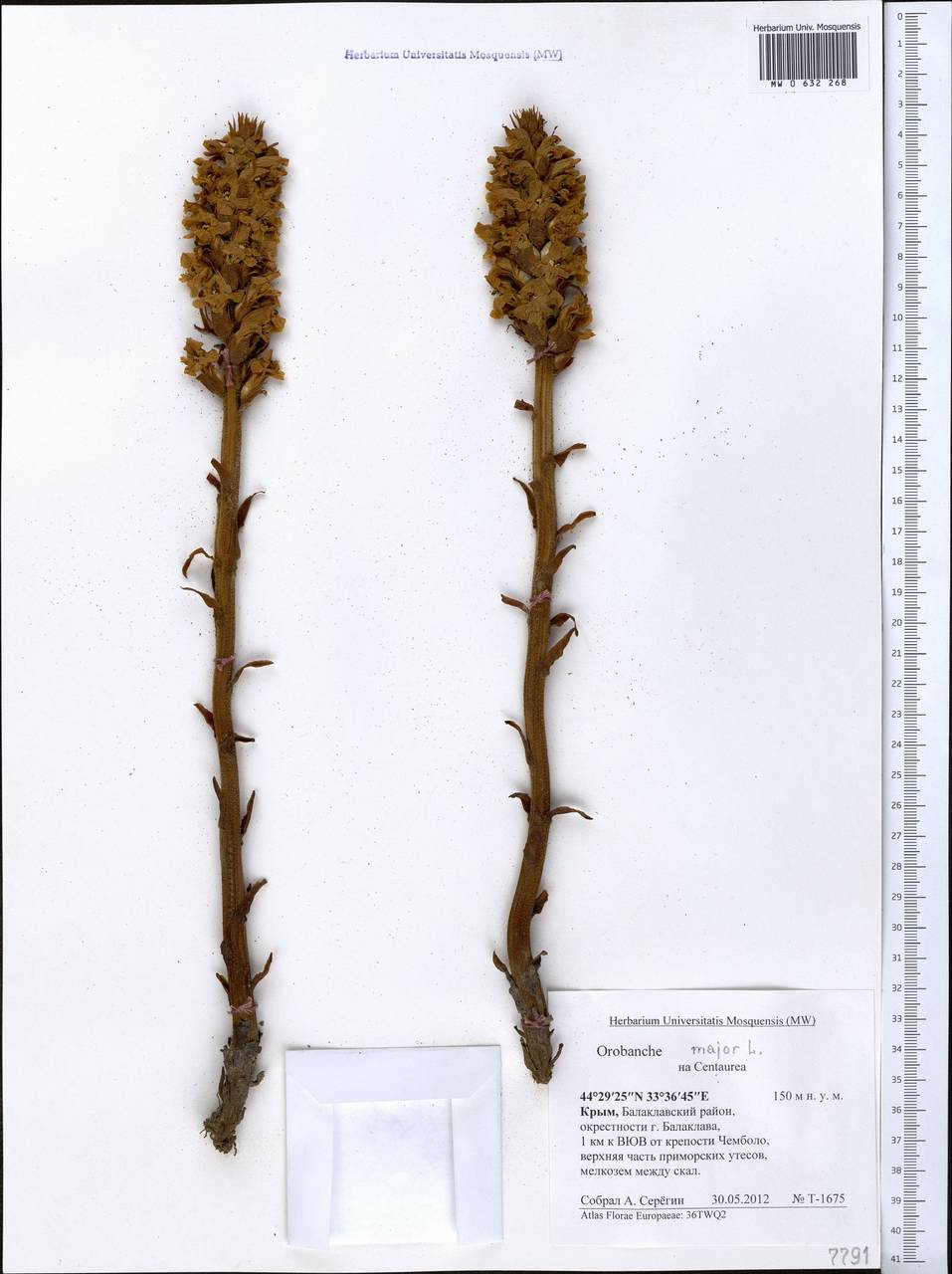 Orobanche elatior subsp. elatior, Crimea (KRYM) (Russia)