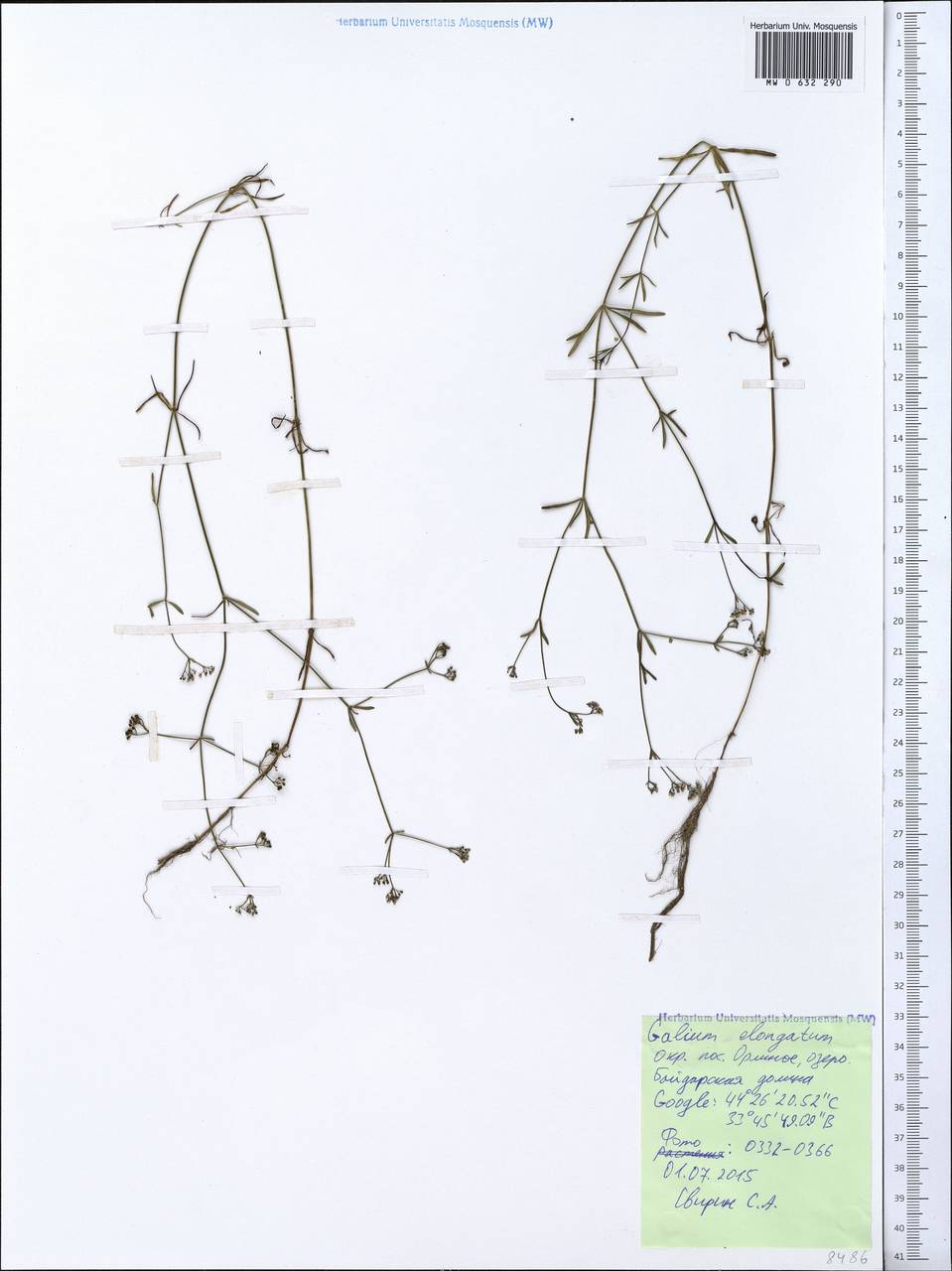 Galium elongatum C.Presl, Crimea (KRYM) (Russia)