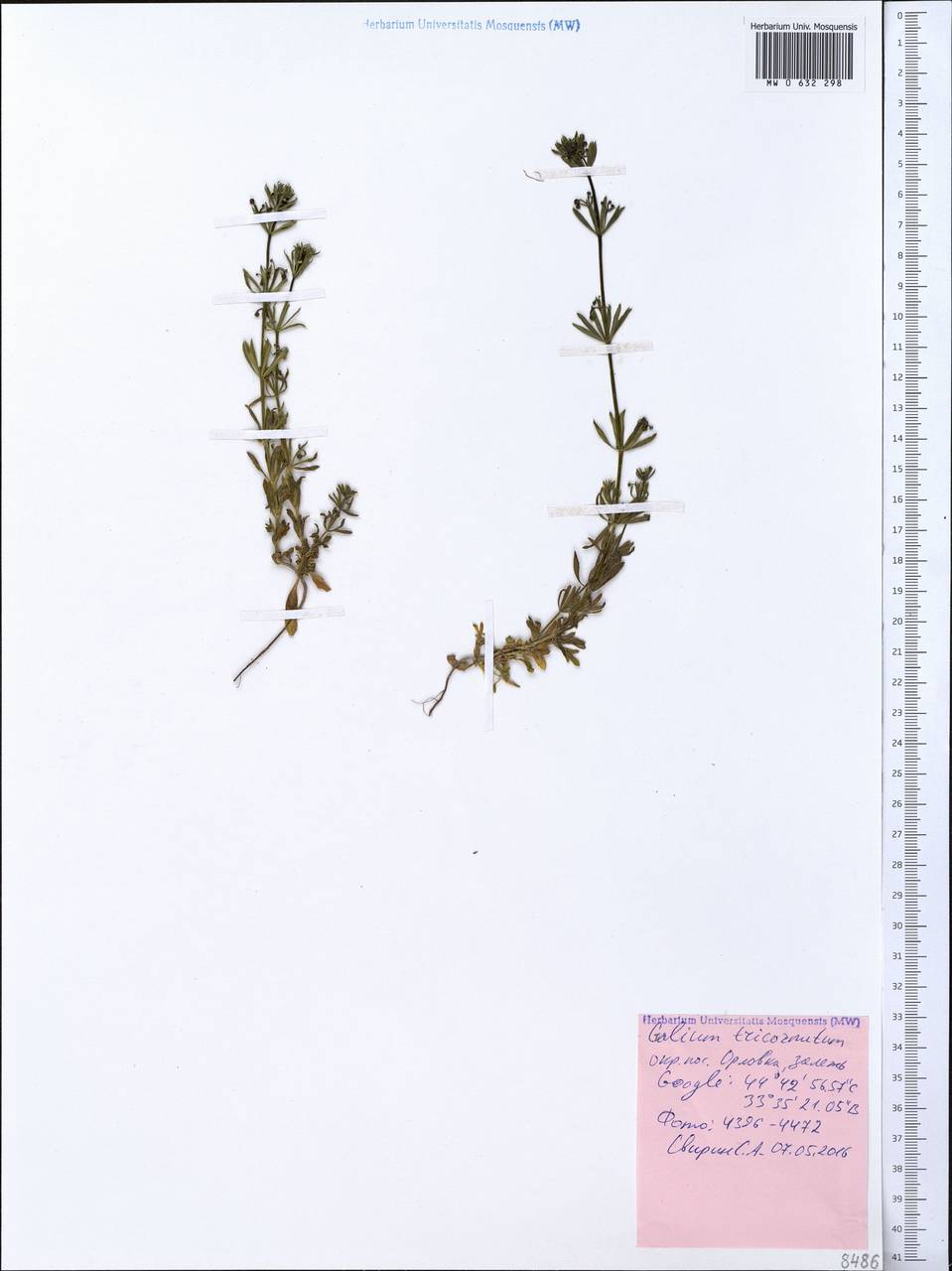 Galium tricornutum Dandy, Crimea (KRYM) (Russia)