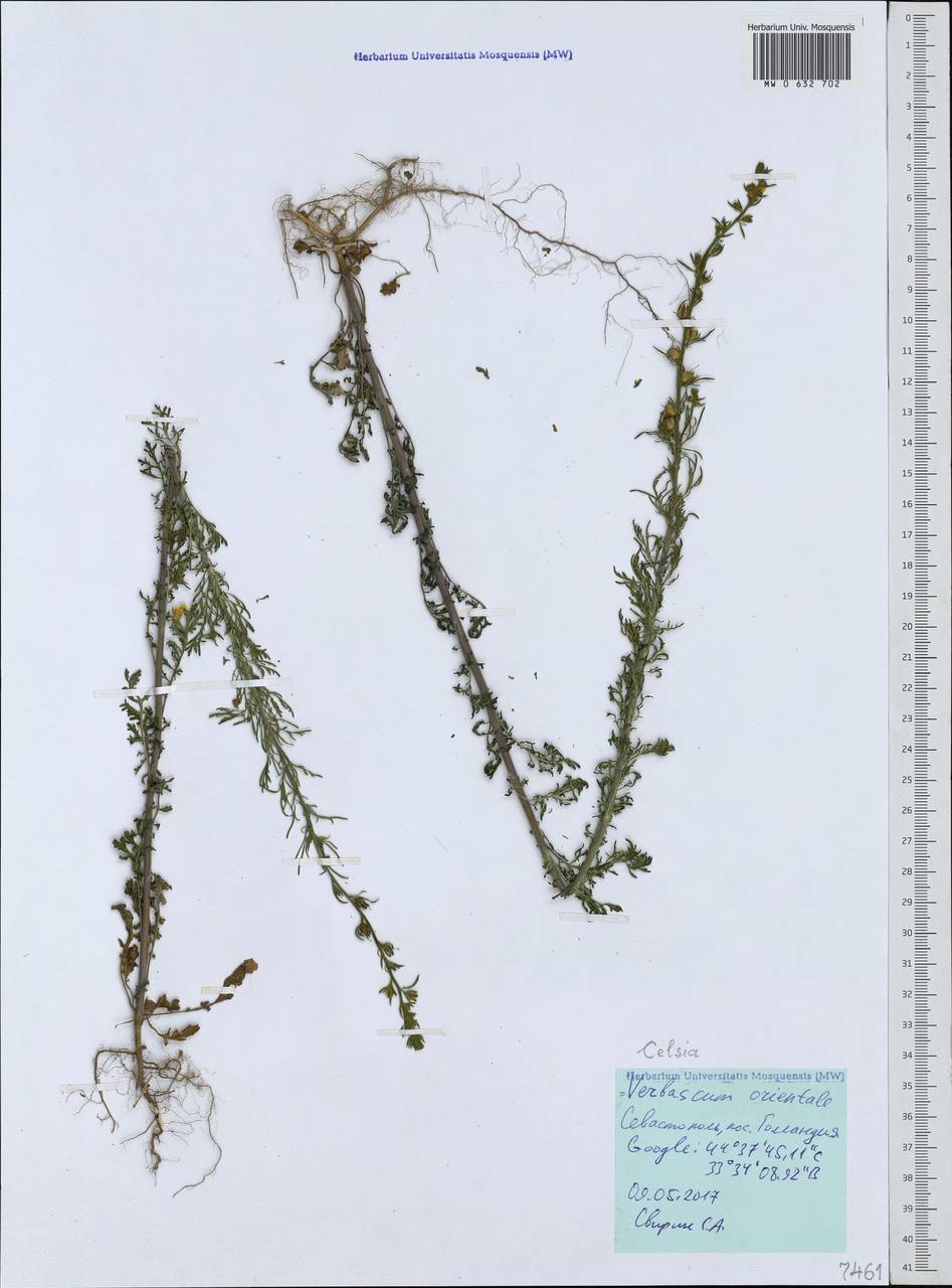 Verbascum orientale subsp. orientale, Crimea (KRYM) (Russia)