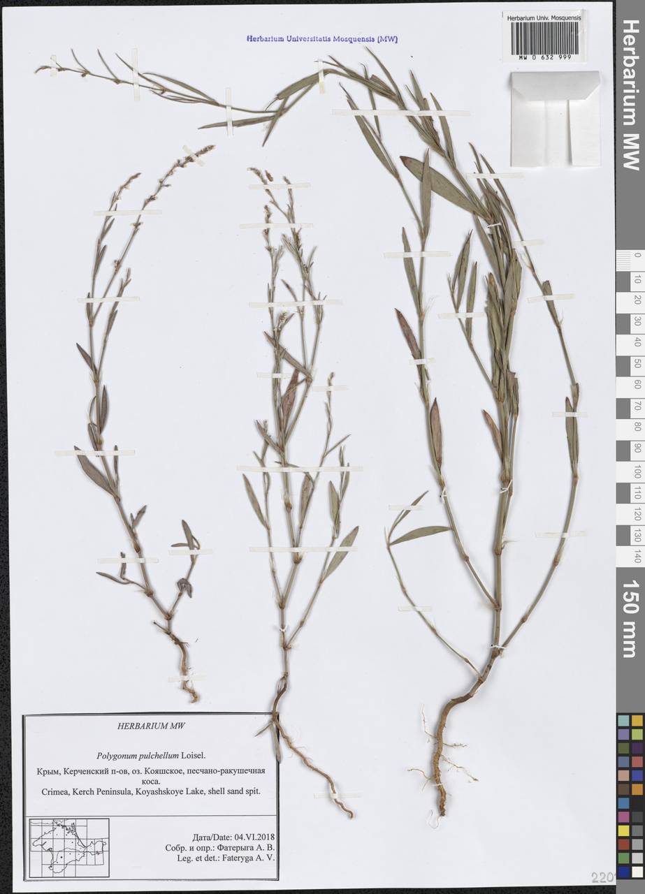 Polygonum arenarium subsp. pulchellum (Loisel.) Thell., Crimea (KRYM) (Russia)