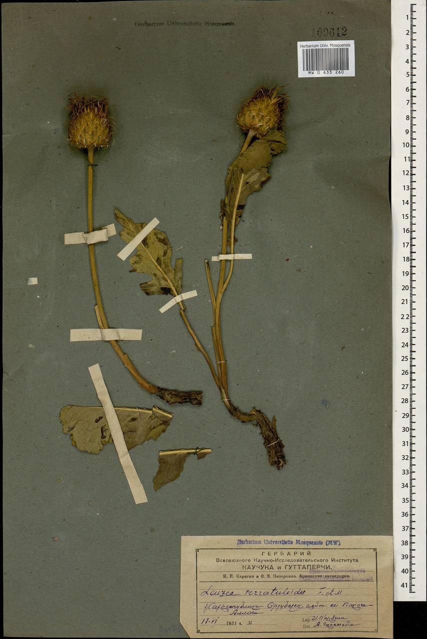 Klasea serratuloides subsp. serratuloides, Caucasus, Azerbaijan (K6) (Azerbaijan)