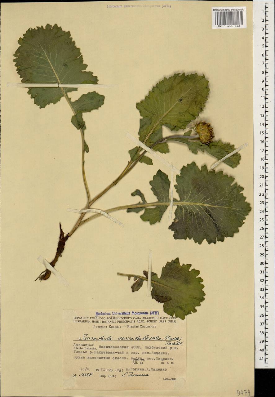 Klasea serratuloides subsp. serratuloides, Caucasus, Azerbaijan (K6) (Azerbaijan)