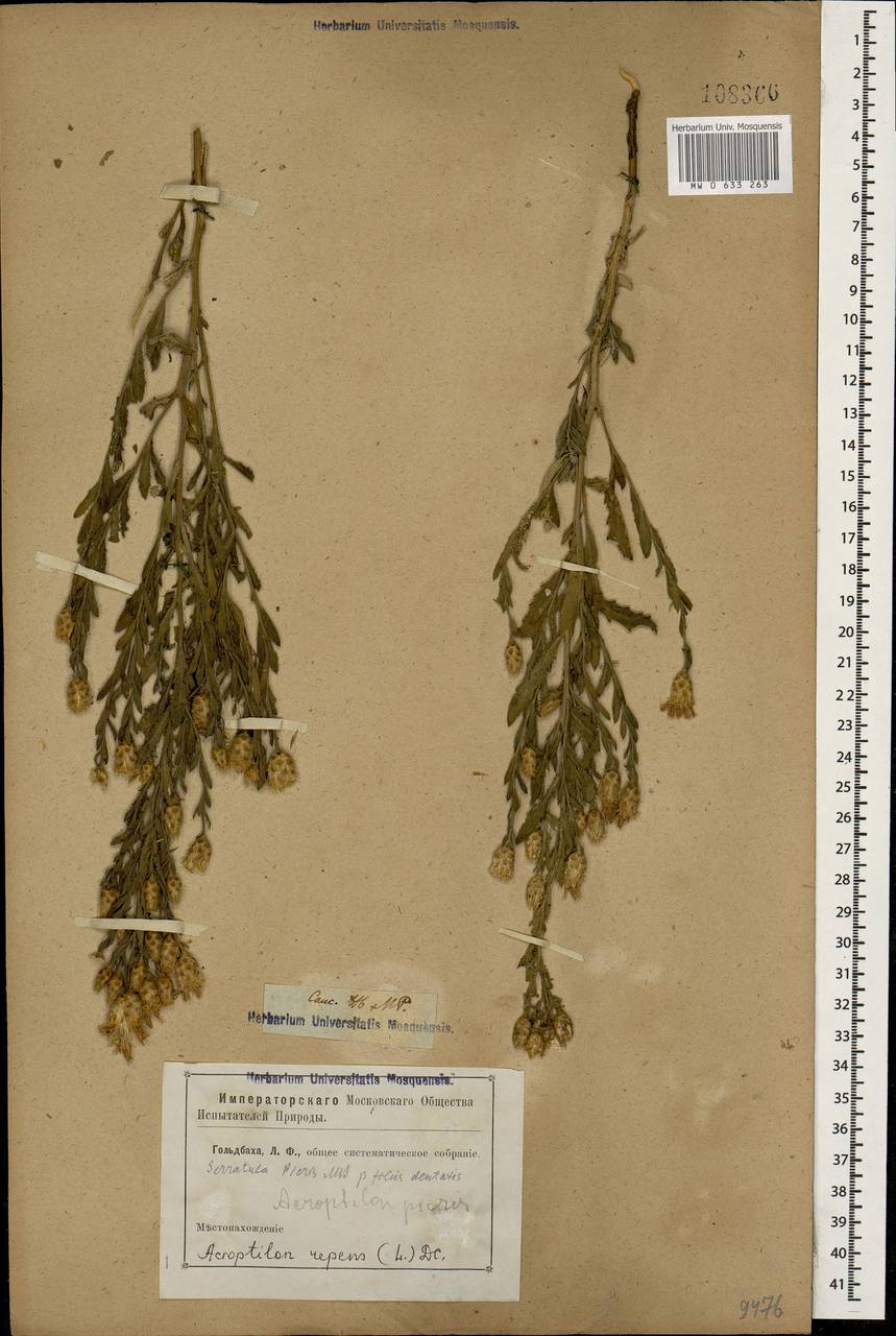 Rhaponticum repens (L.) Hidalgo, Caucasus (no precise locality) (K0)