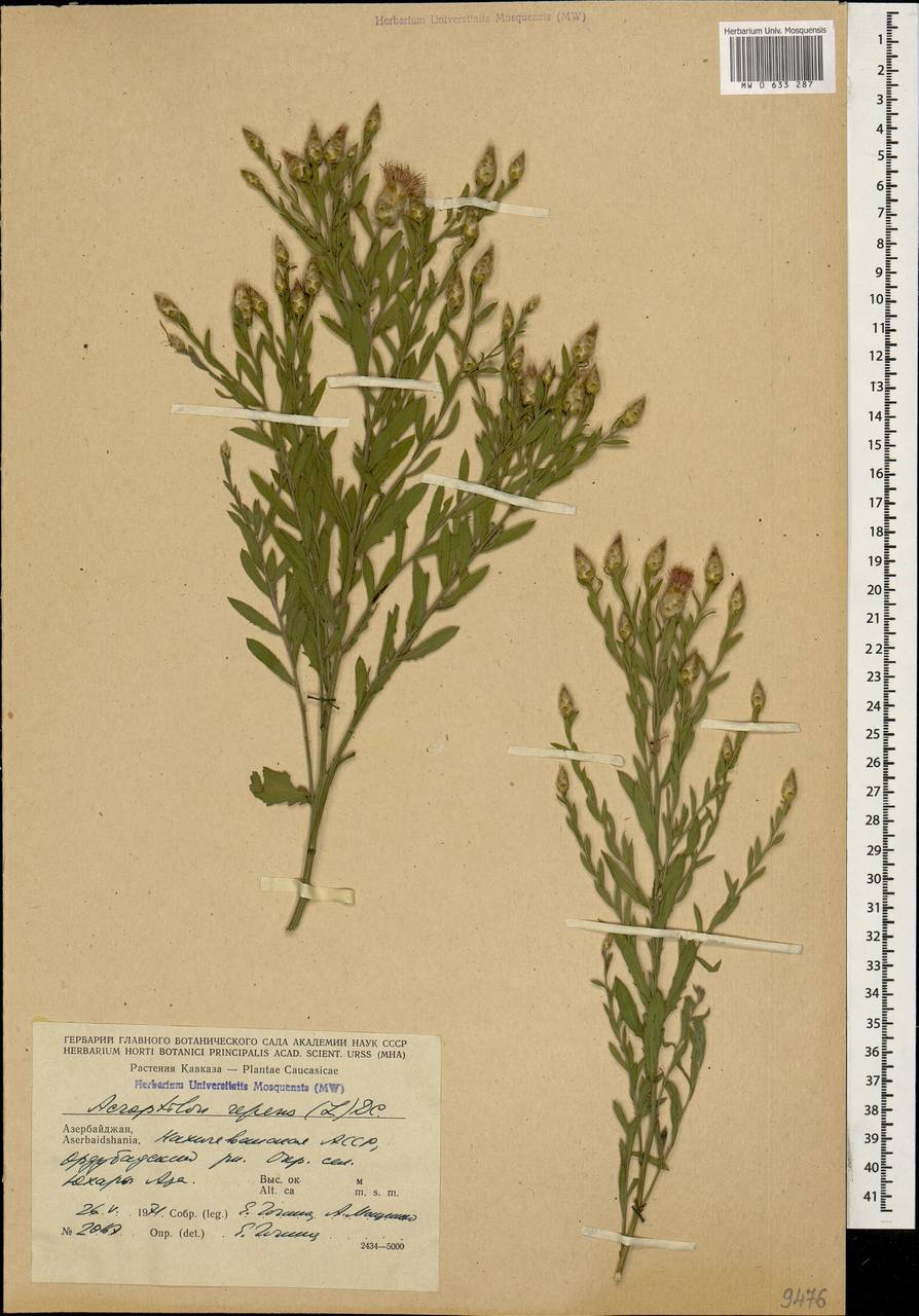 Rhaponticum repens (L.) Hidalgo, Caucasus, Azerbaijan (K6) (Azerbaijan)