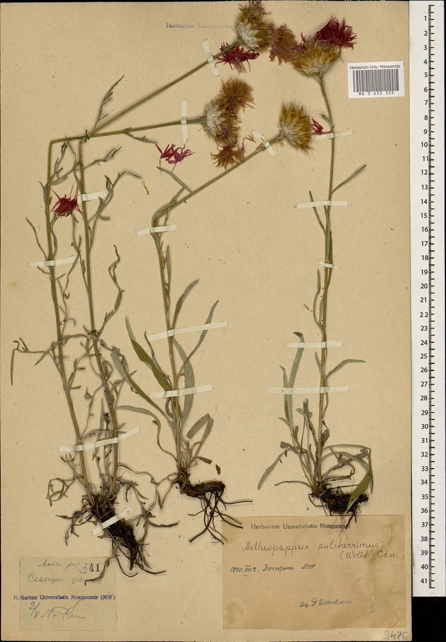 Psephellus pulcherrimus (Willd.) Wagenitz, Caucasus, Dagestan (K2) (Russia)