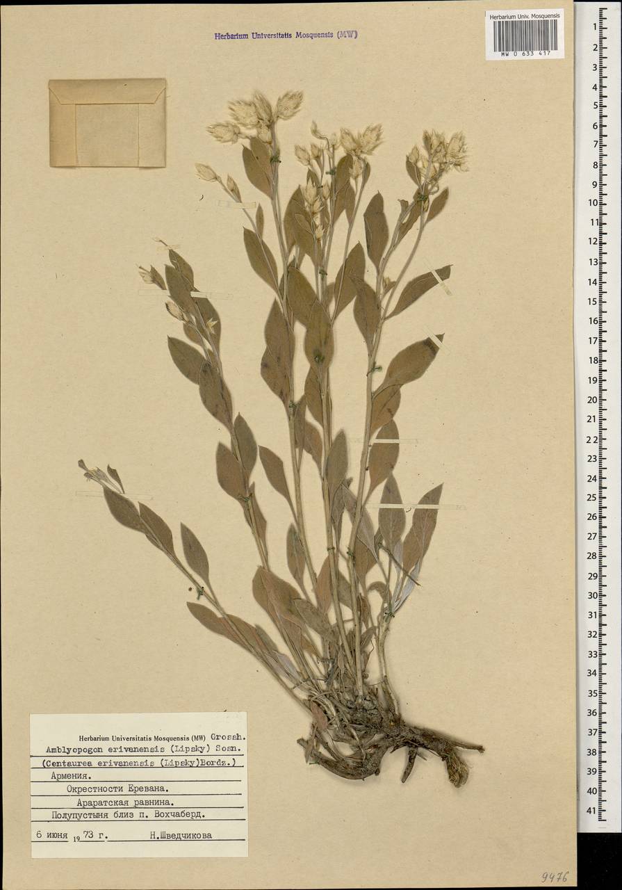 Psephellus erivanensis subsp. erivanensis, Caucasus, Armenia (K5) (Armenia)