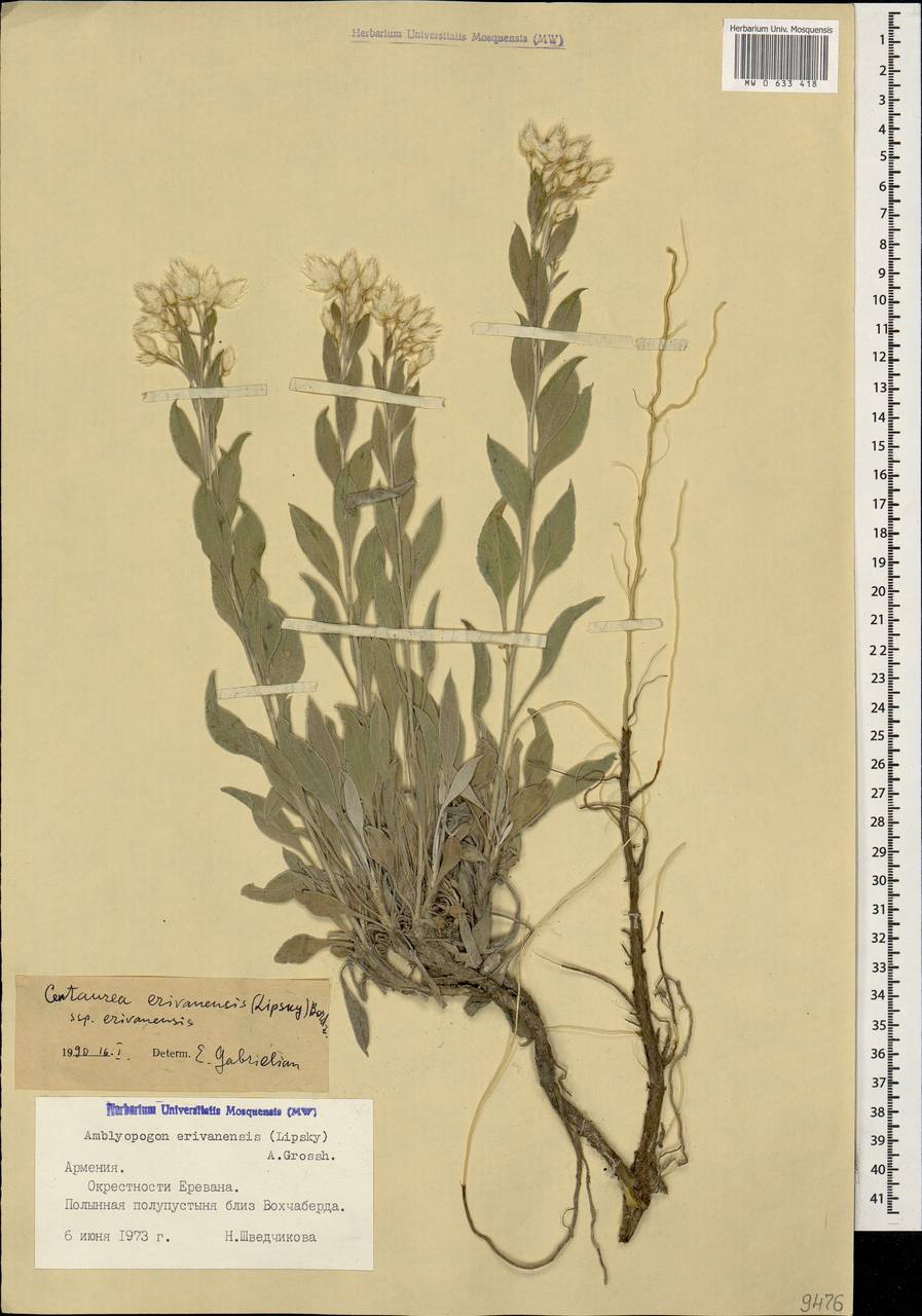 Psephellus erivanensis subsp. erivanensis, Caucasus, Armenia (K5) (Armenia)