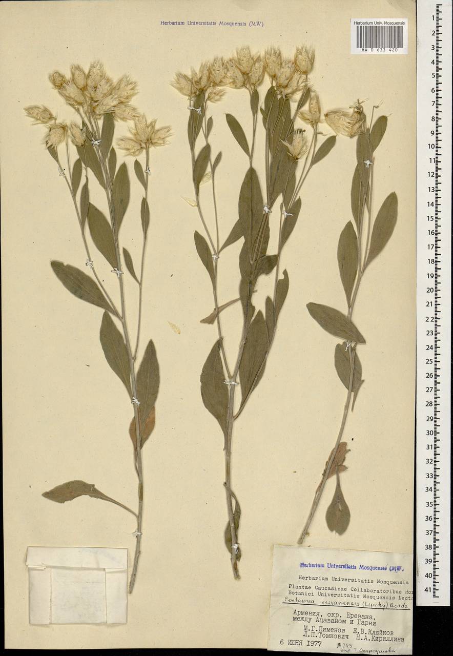 Psephellus erivanensis subsp. erivanensis, Caucasus, Armenia (K5) (Armenia)