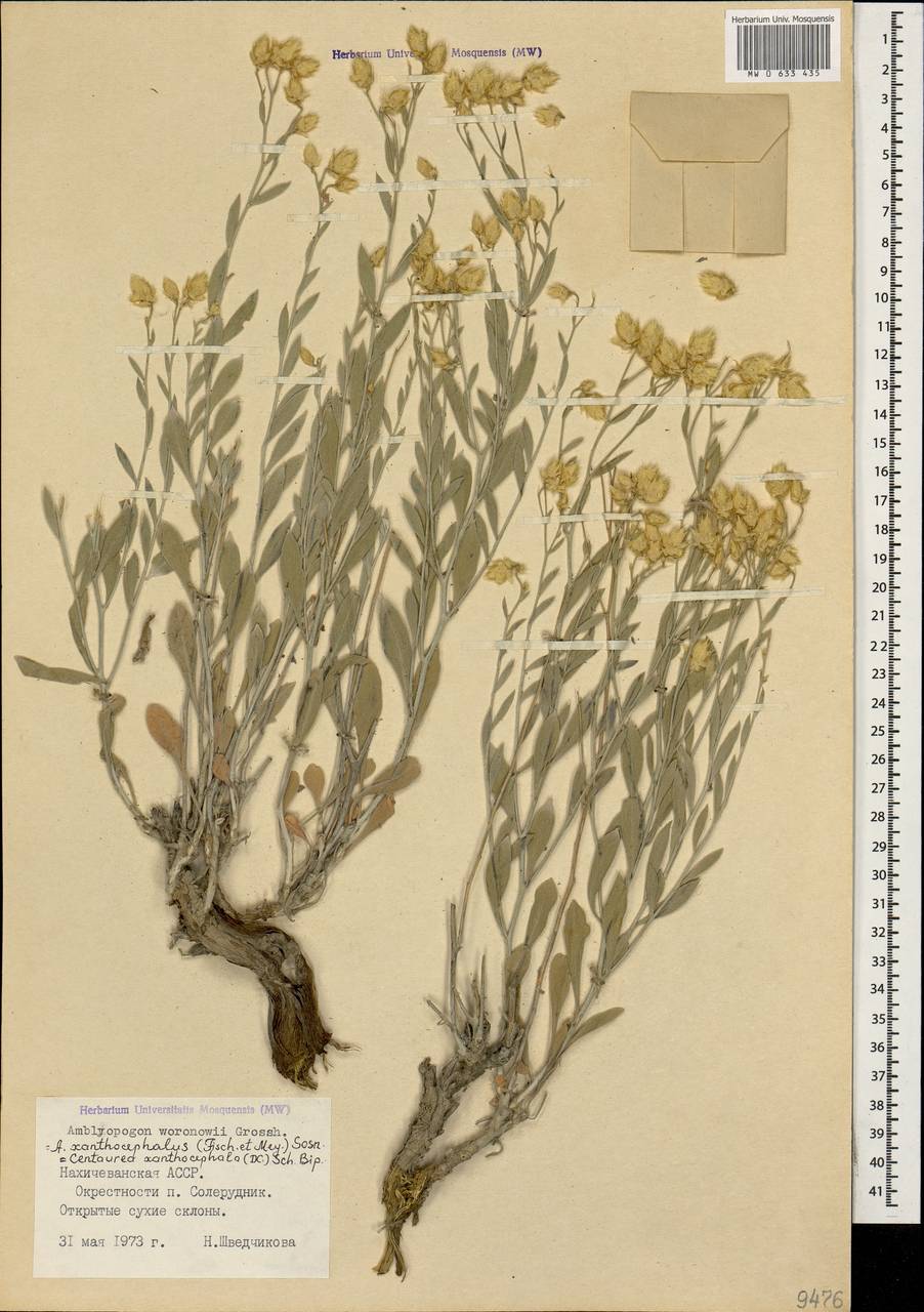 Psephellus xanthocephalus subsp. xanthocephalus, Caucasus, Azerbaijan (K6) (Azerbaijan)