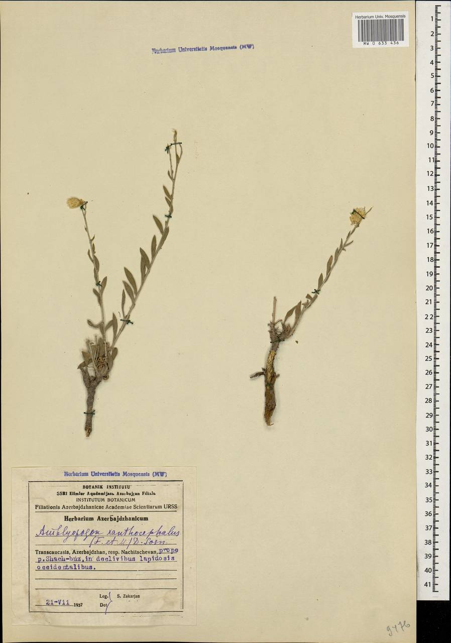 Psephellus xanthocephalus subsp. xanthocephalus, Caucasus, Azerbaijan (K6) (Azerbaijan)