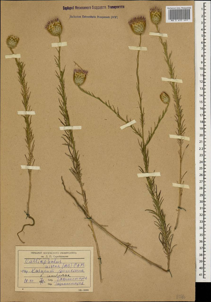 Callicephalus nitens (M. Bieb. ex Willd.) C. A. Mey., Caucasus, Dagestan (K2) (Russia)