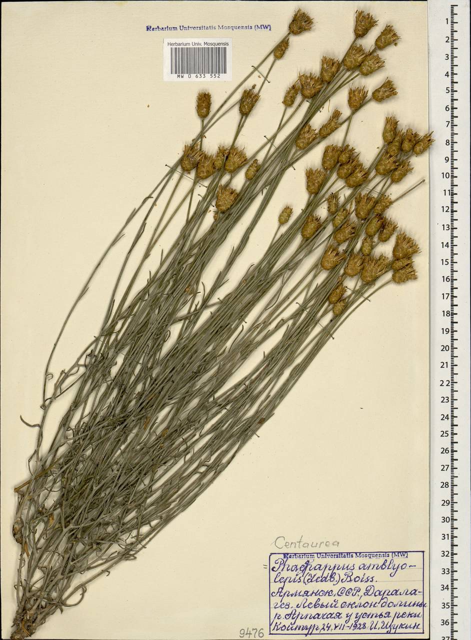 Psephellus amblyolepis (Ledeb.) Wagenitz, Caucasus, Armenia (K5) (Armenia)