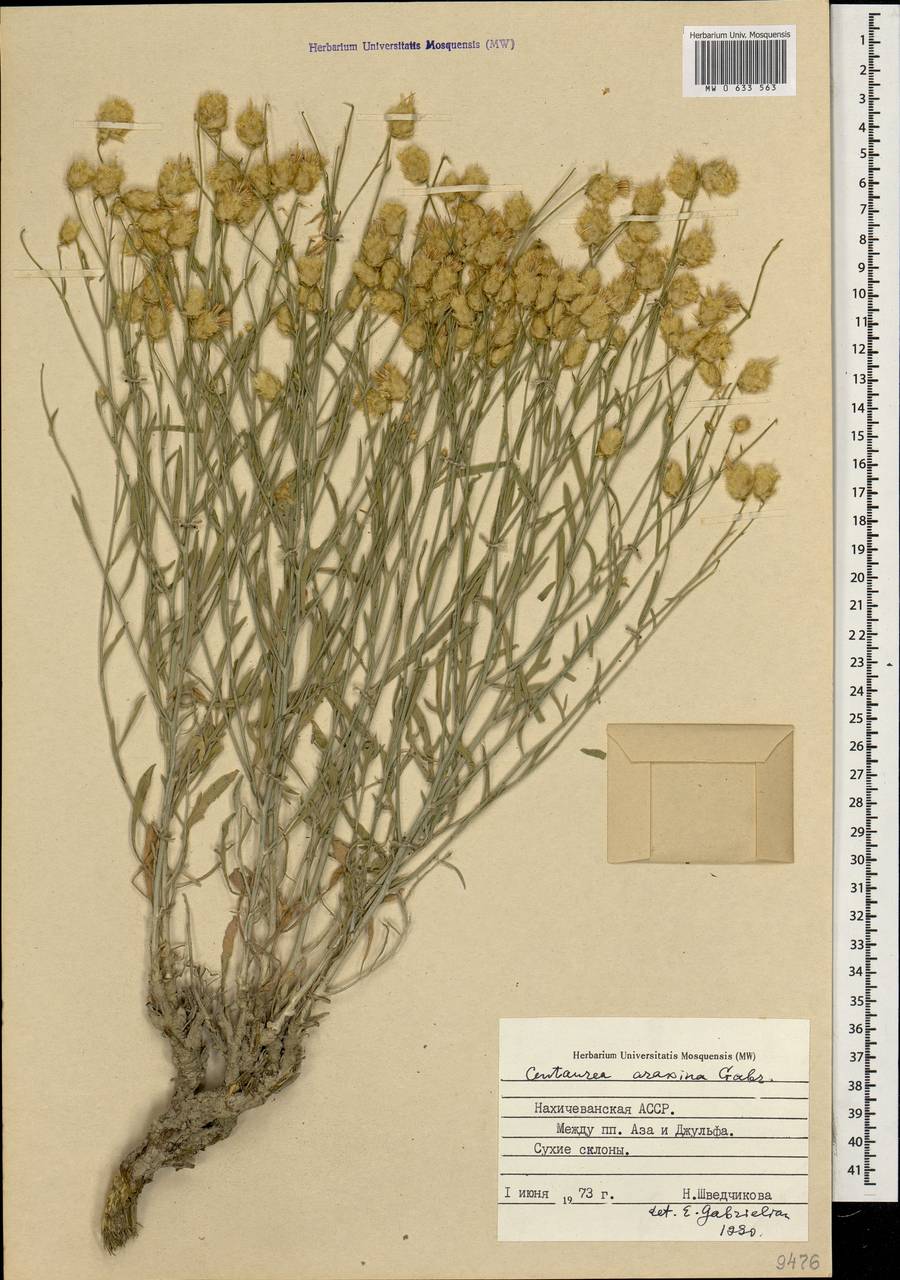 Psephellus araxinus (Gabrieljan) Greuter, Caucasus, Azerbaijan (K6) (Azerbaijan)