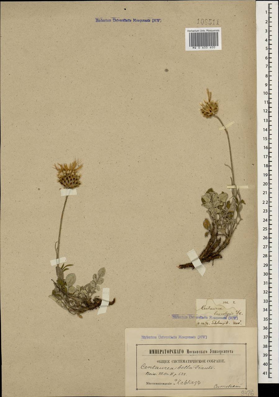 Psephellus bellis (Trautv.) Wagenitz, Caucasus, Georgia (K4) (Georgia)