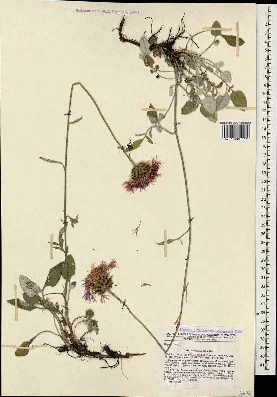 Psephellus bellis (Trautv.) Wagenitz, Caucasus, Georgia (K4) (Georgia)