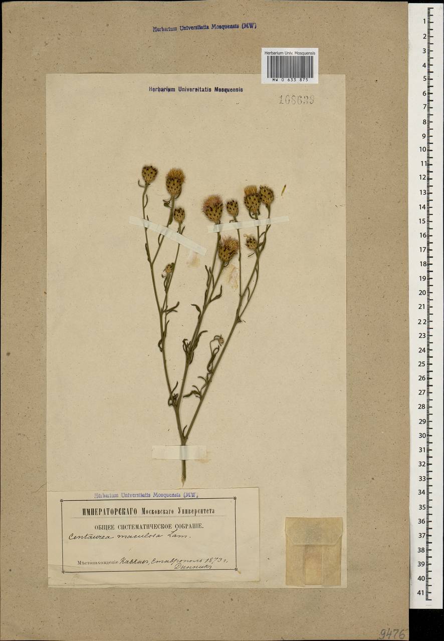 Centaurea stoebe subsp. stoebe, Caucasus, Stavropol Krai, Karachay-Cherkessia & Kabardino-Balkaria (K1b) (Russia)