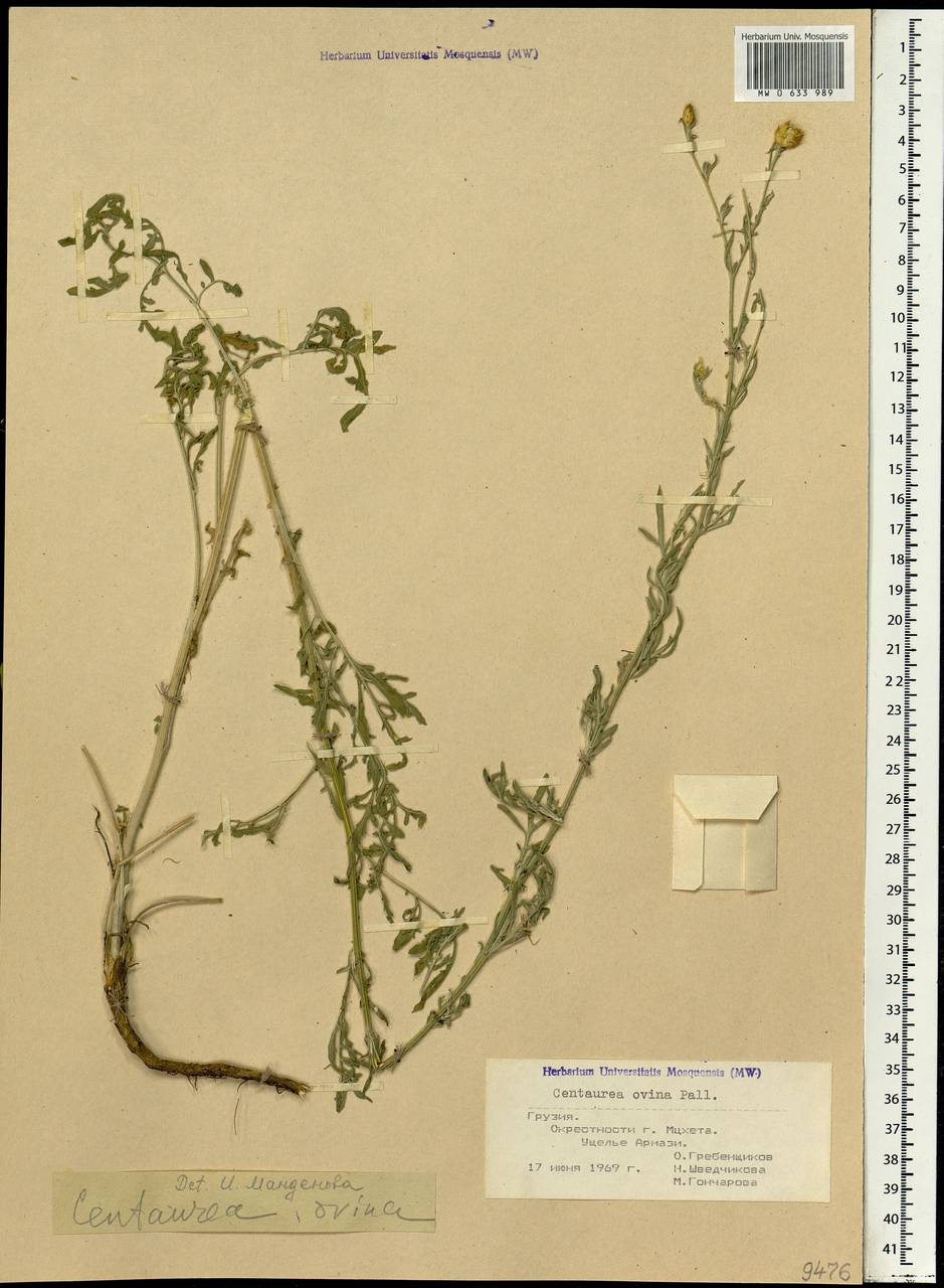Centaurea ovina Pall. ex Willd., Caucasus, Georgia (K4) (Georgia)