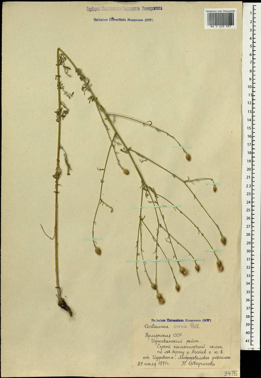 Centaurea ovina Pall. ex Willd., Caucasus, Armenia (K5) (Armenia)
