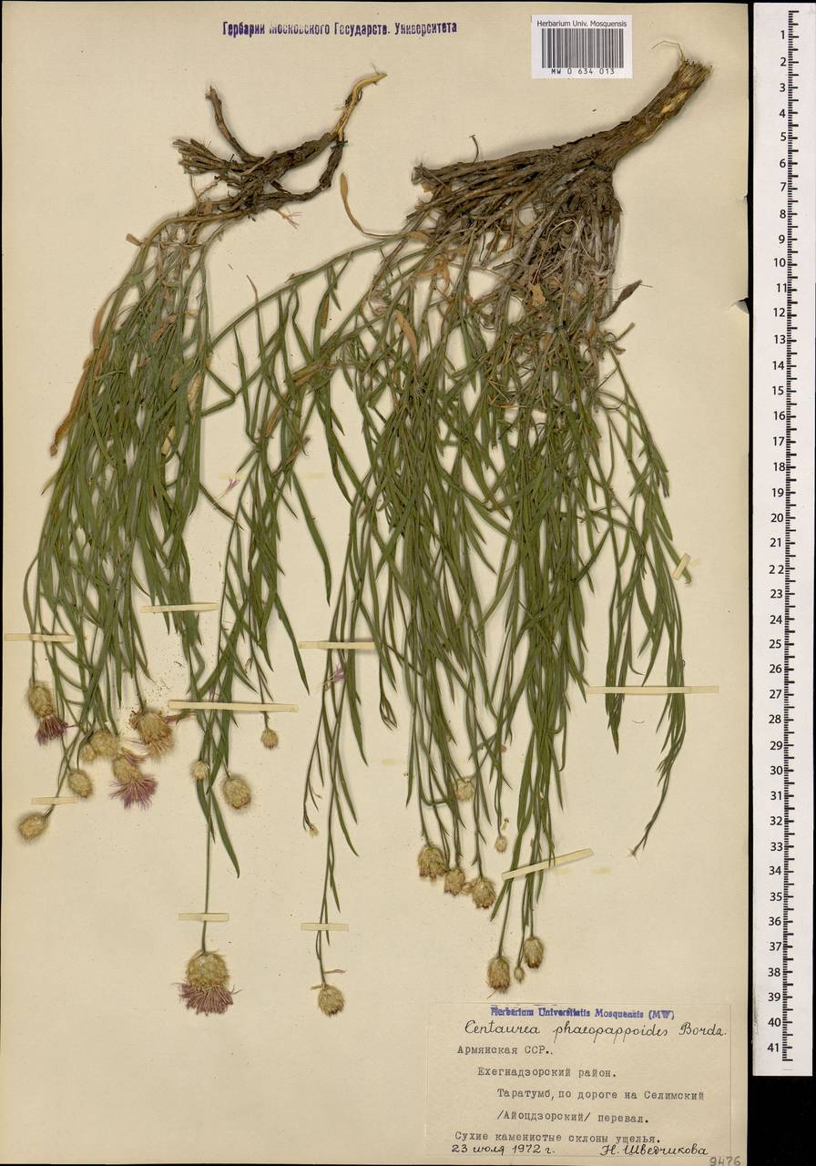 Psephellus phaeopappoides (Bordz.) Wagenitz, Caucasus, Armenia (K5) (Armenia)