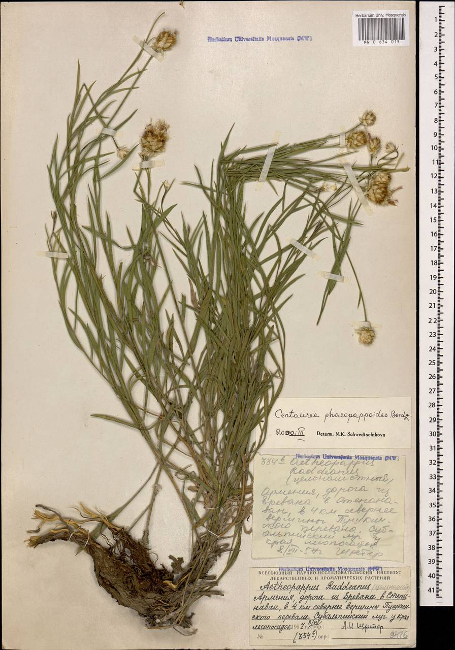 Psephellus phaeopappoides (Bordz.) Wagenitz, Caucasus, Armenia (K5) (Armenia)