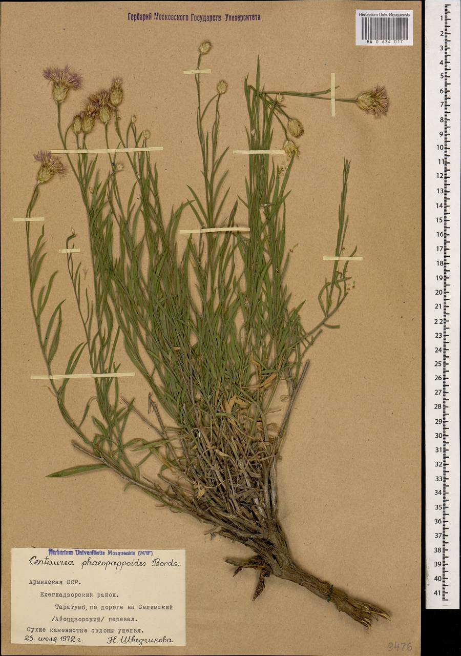 Psephellus phaeopappoides (Bordz.) Wagenitz, Caucasus, Armenia (K5) (Armenia)