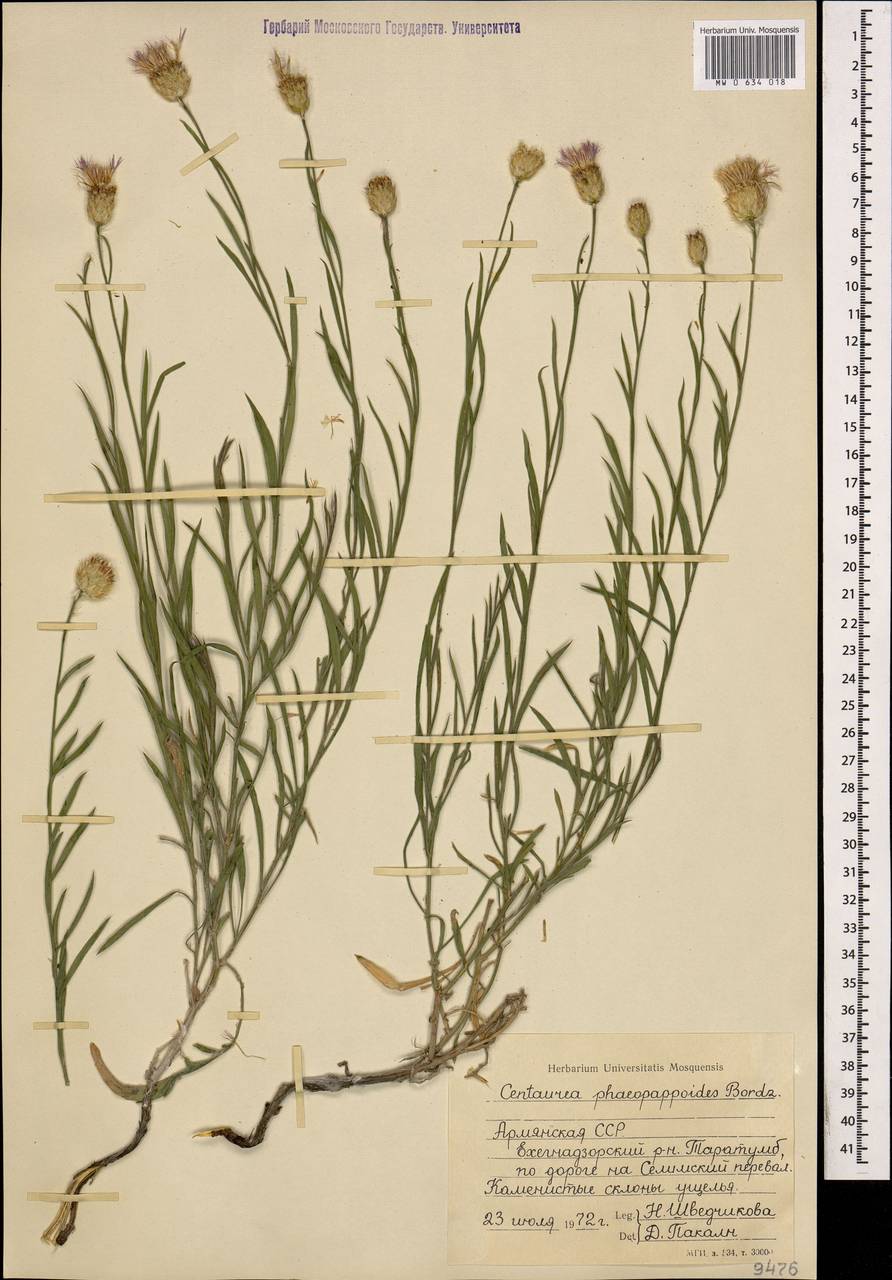 Psephellus phaeopappoides (Bordz.) Wagenitz, Caucasus, Armenia (K5) (Armenia)