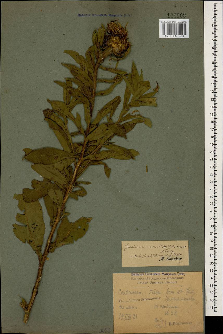 Centaurea polyphylla Ledeb. ex Nordm., Caucasus, Krasnodar Krai & Adygea (K1a) (Russia)