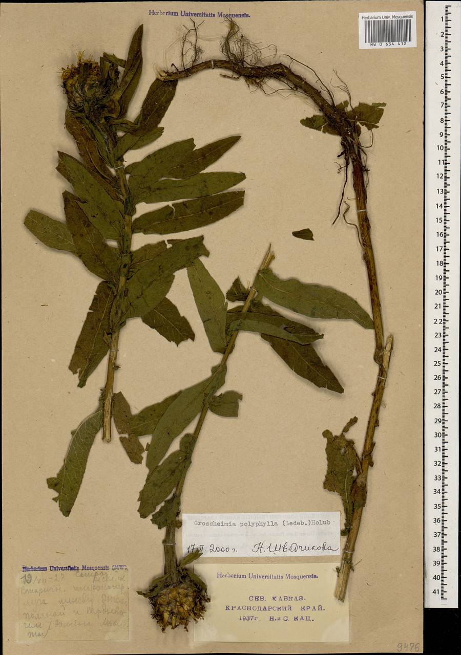 Centaurea polyphylla Ledeb. ex Nordm., Caucasus, Krasnodar Krai & Adygea (K1a) (Russia)