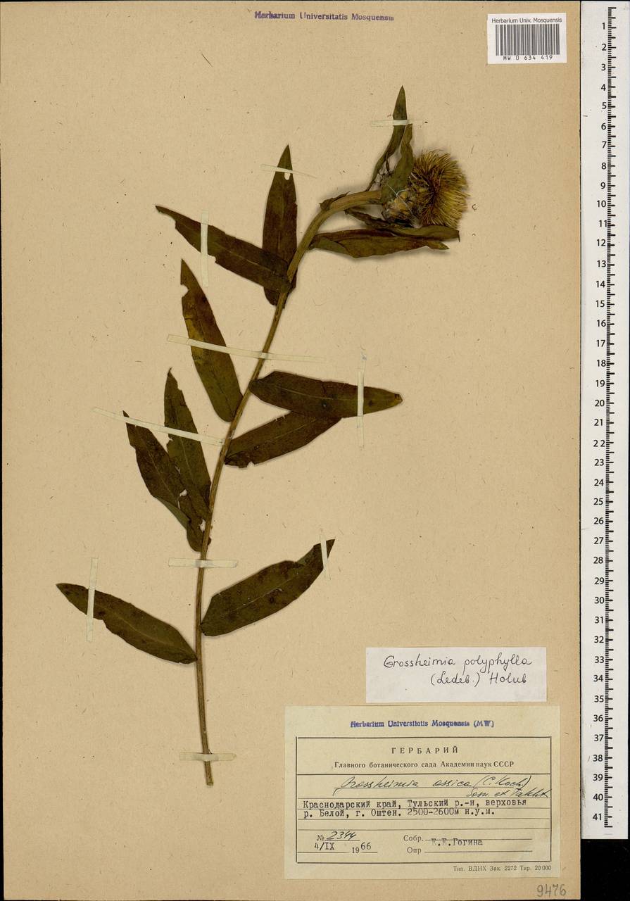 Centaurea polyphylla Ledeb. ex Nordm., Caucasus, Krasnodar Krai & Adygea (K1a) (Russia)
