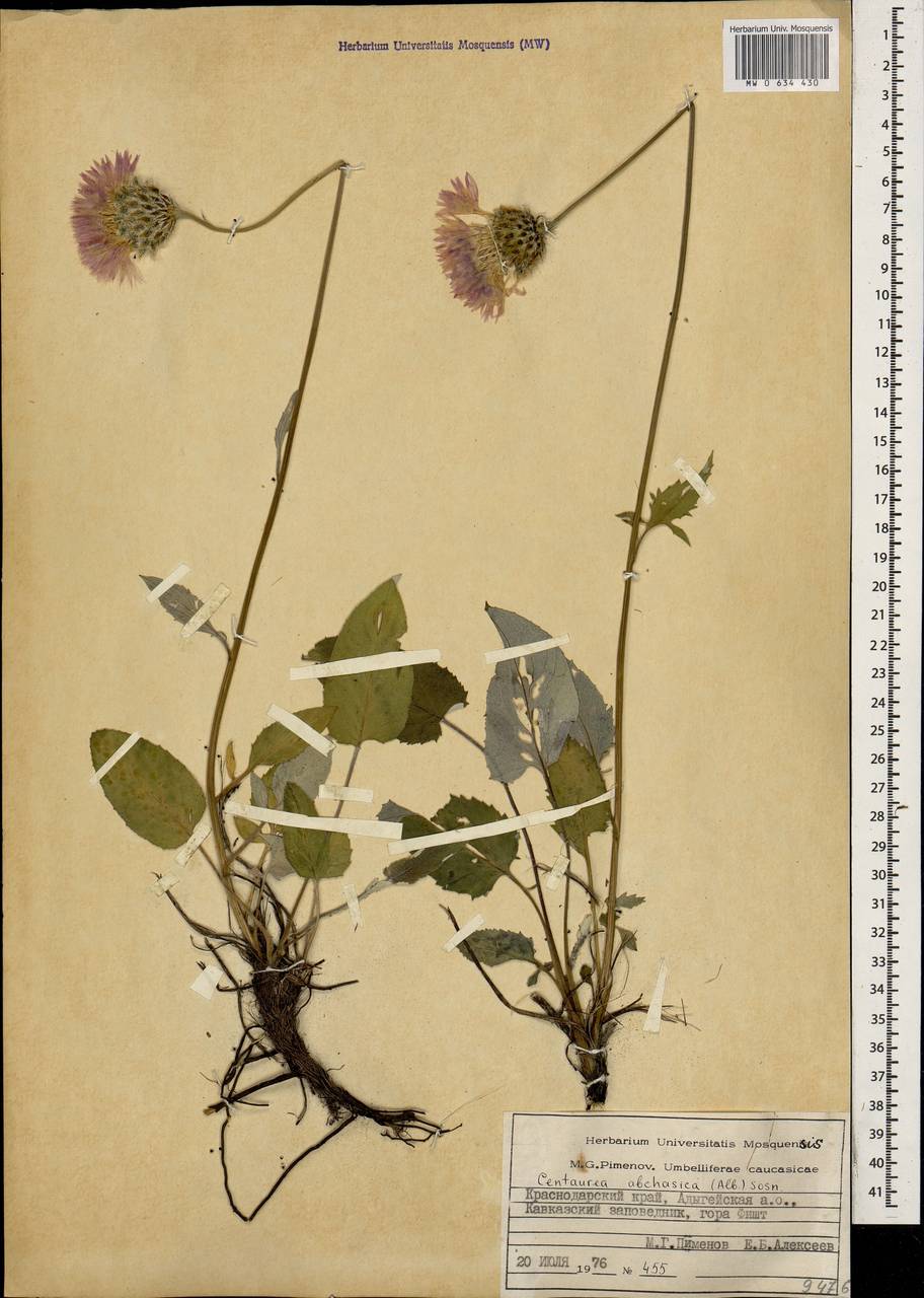 Psephellus abchasicus Albov, Caucasus, Krasnodar Krai & Adygea (K1a) (Russia)