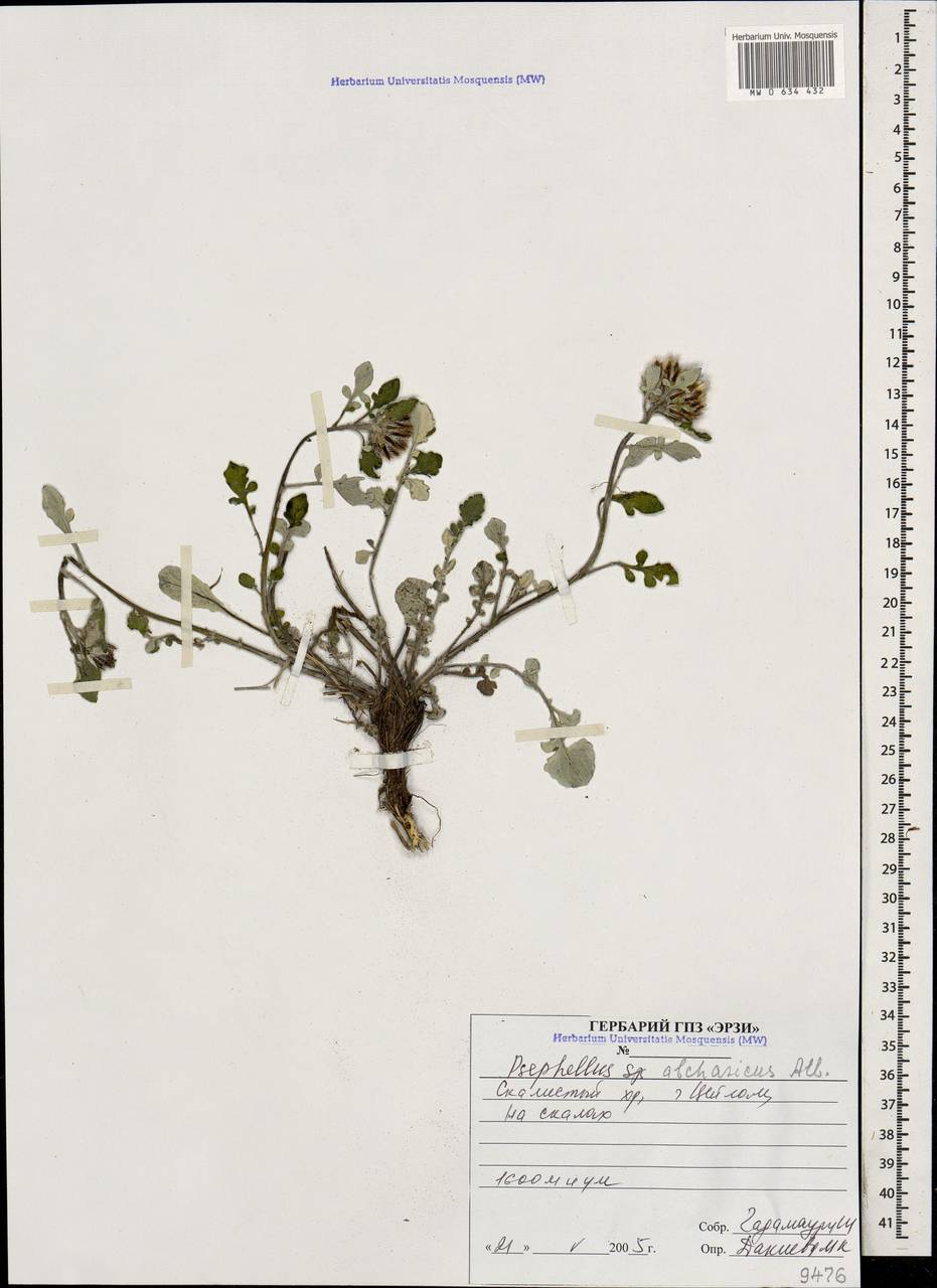 Psephellus abchasicus Albov, Caucasus, North Ossetia, Ingushetia & Chechnya (K1c) (Russia)