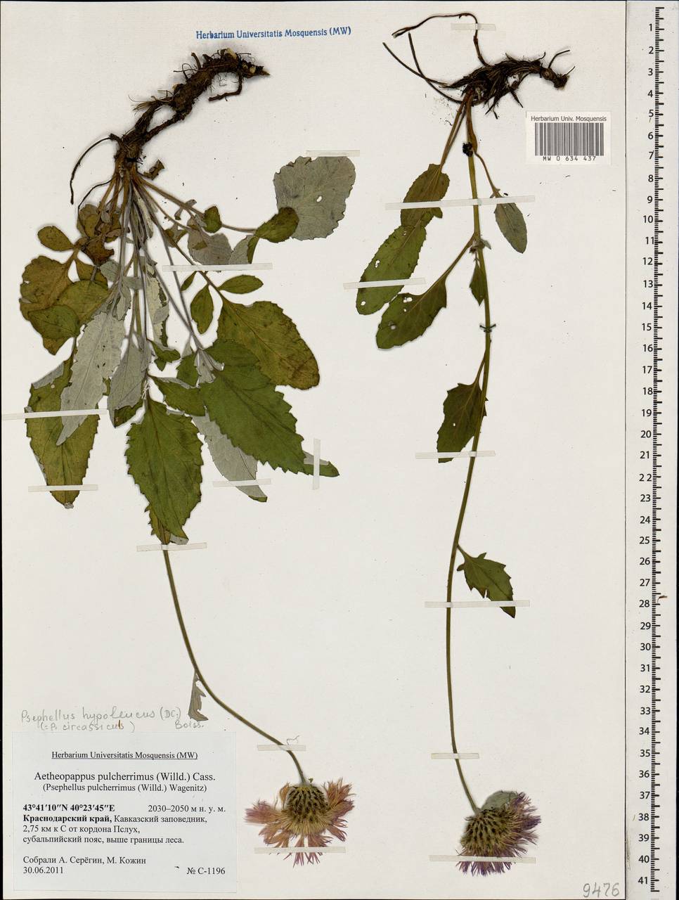 Psephellus circassicus (Albov) Galushko, Caucasus, Krasnodar Krai & Adygea (K1a) (Russia)