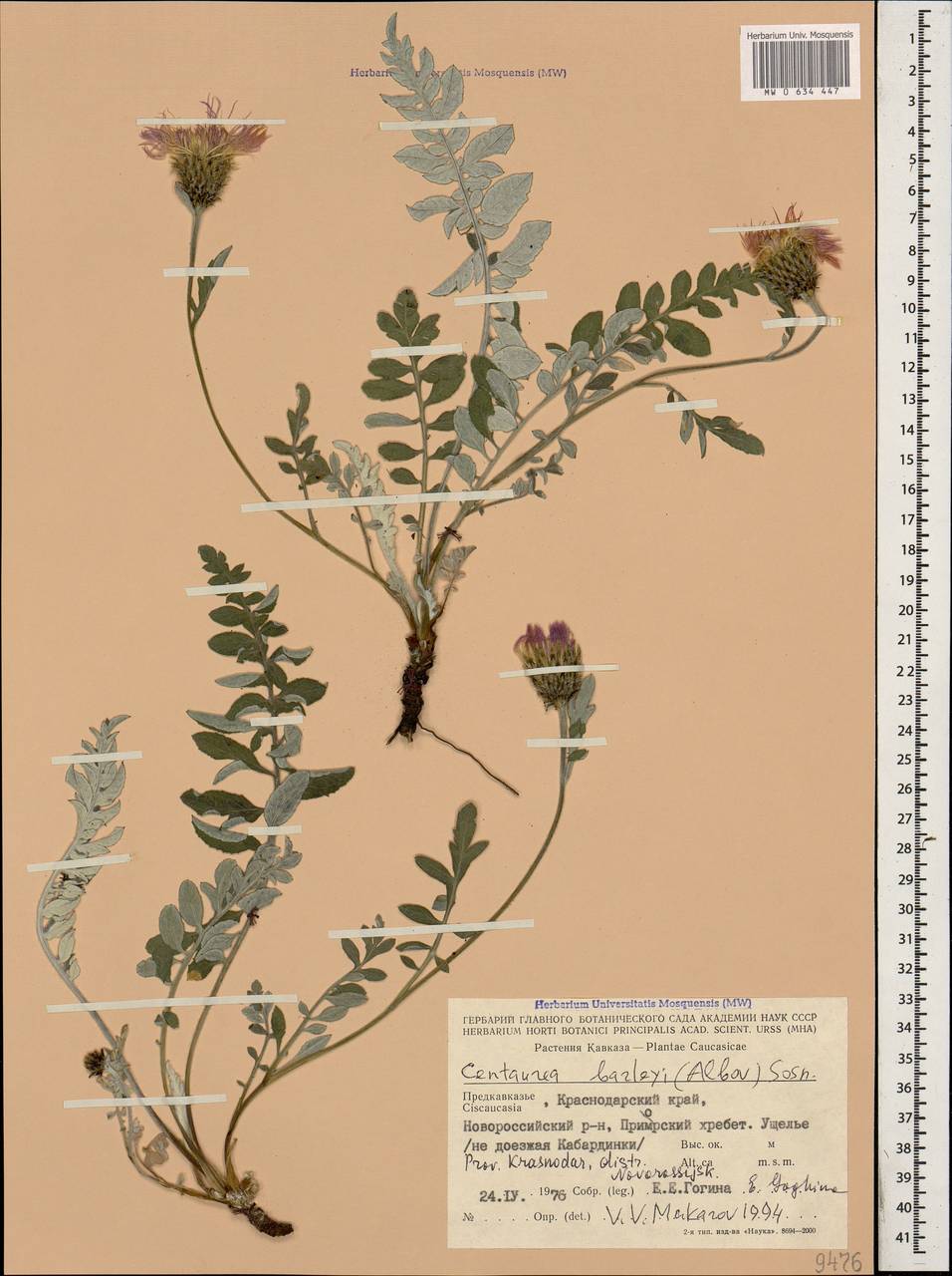 Psephellus barbeyi Albov, Caucasus, Black Sea Shore (from Novorossiysk to Adler) (K3) (Russia)