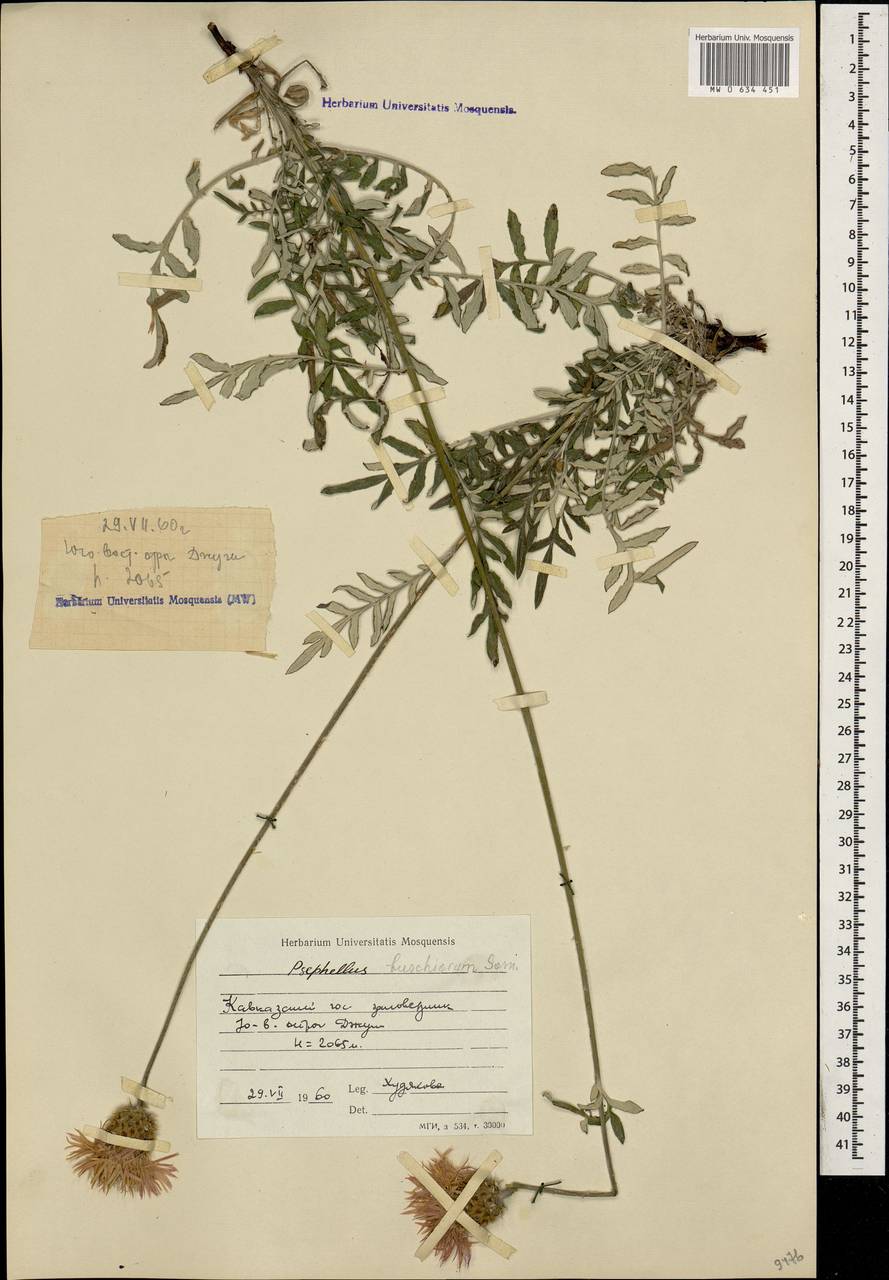 Psephellus buschiorum Sosn., Caucasus, Krasnodar Krai & Adygea (K1a) (Russia)