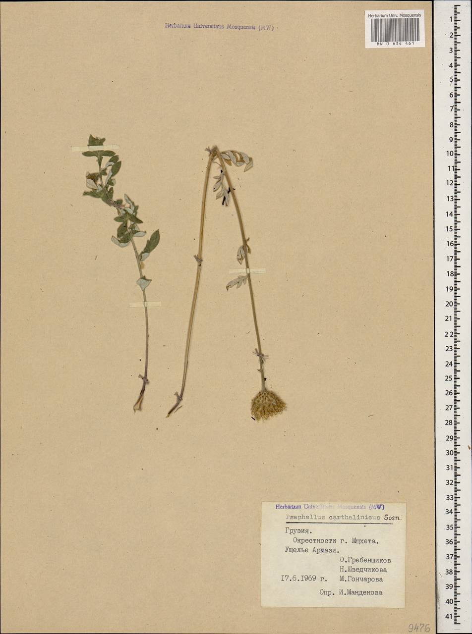 Psephellus carthalinicus Sosn., Caucasus, Georgia (K4) (Georgia)
