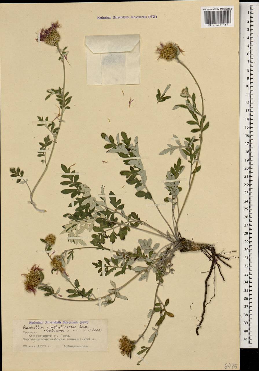 Psephellus carthalinicus Sosn., Caucasus, Georgia (K4) (Georgia)