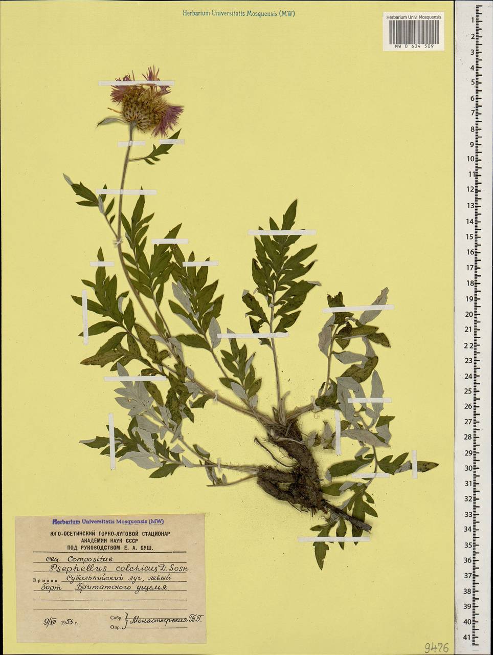 Psephellus colchicus Sosn., Caucasus, South Ossetia (K4b) (South Ossetia)
