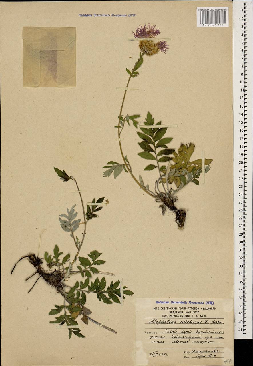 Psephellus colchicus Sosn., Caucasus, South Ossetia (K4b) (South Ossetia)