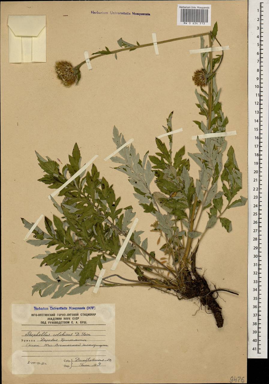 Psephellus colchicus Sosn., Caucasus, South Ossetia (K4b) (South Ossetia)