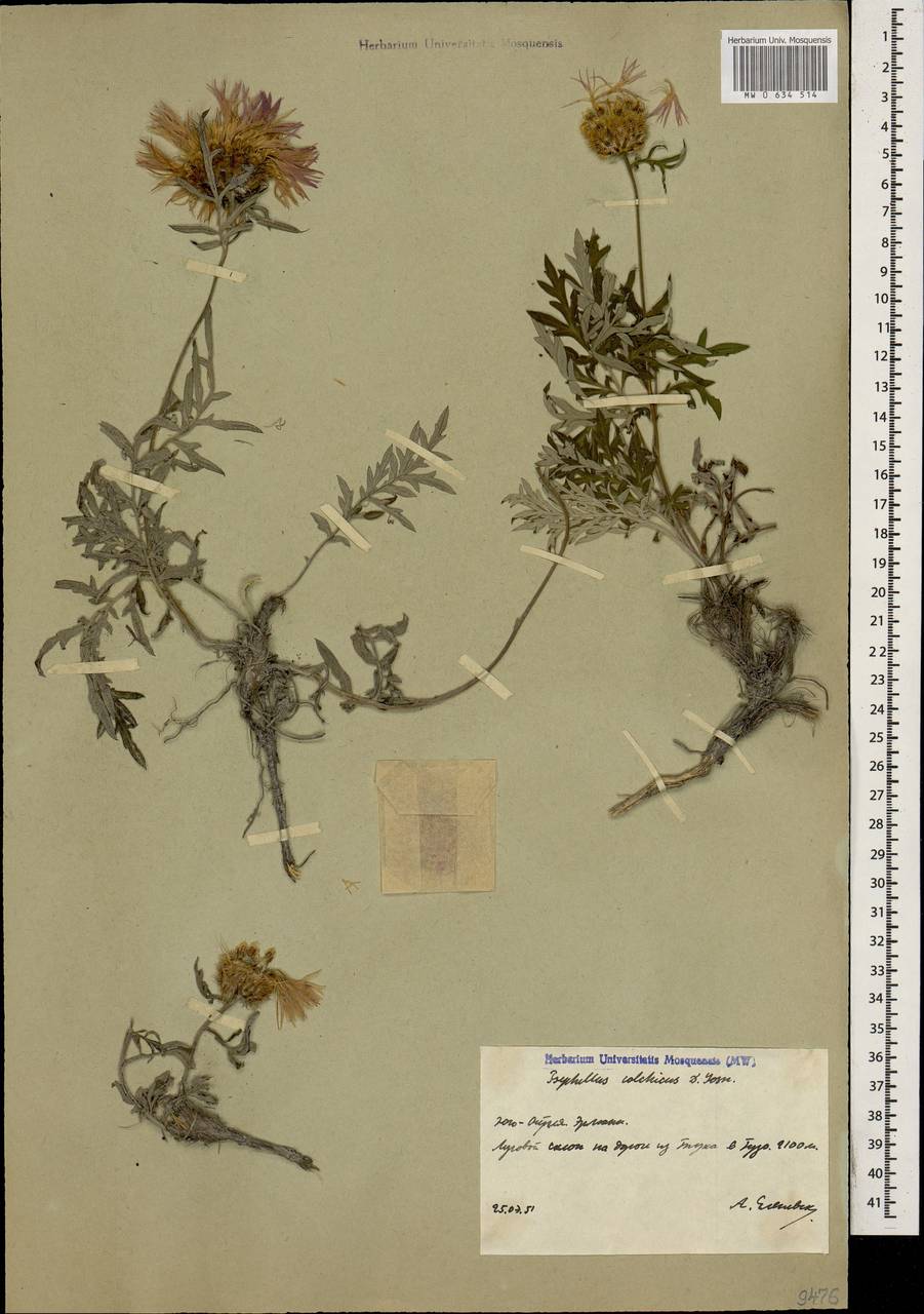 Psephellus colchicus Sosn., Caucasus, South Ossetia (K4b) (South Ossetia)