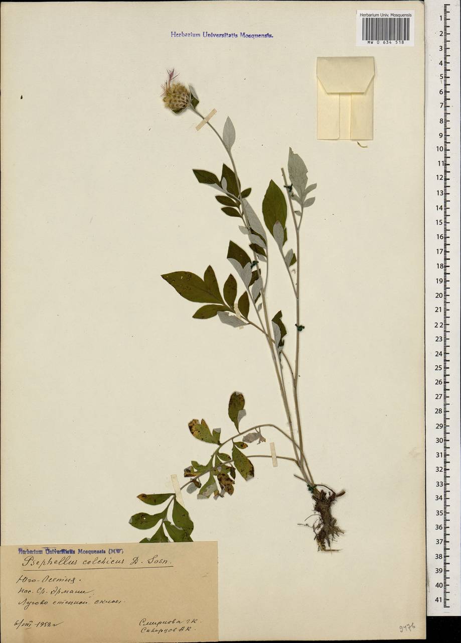 Psephellus colchicus Sosn., Caucasus, South Ossetia (K4b) (South Ossetia)