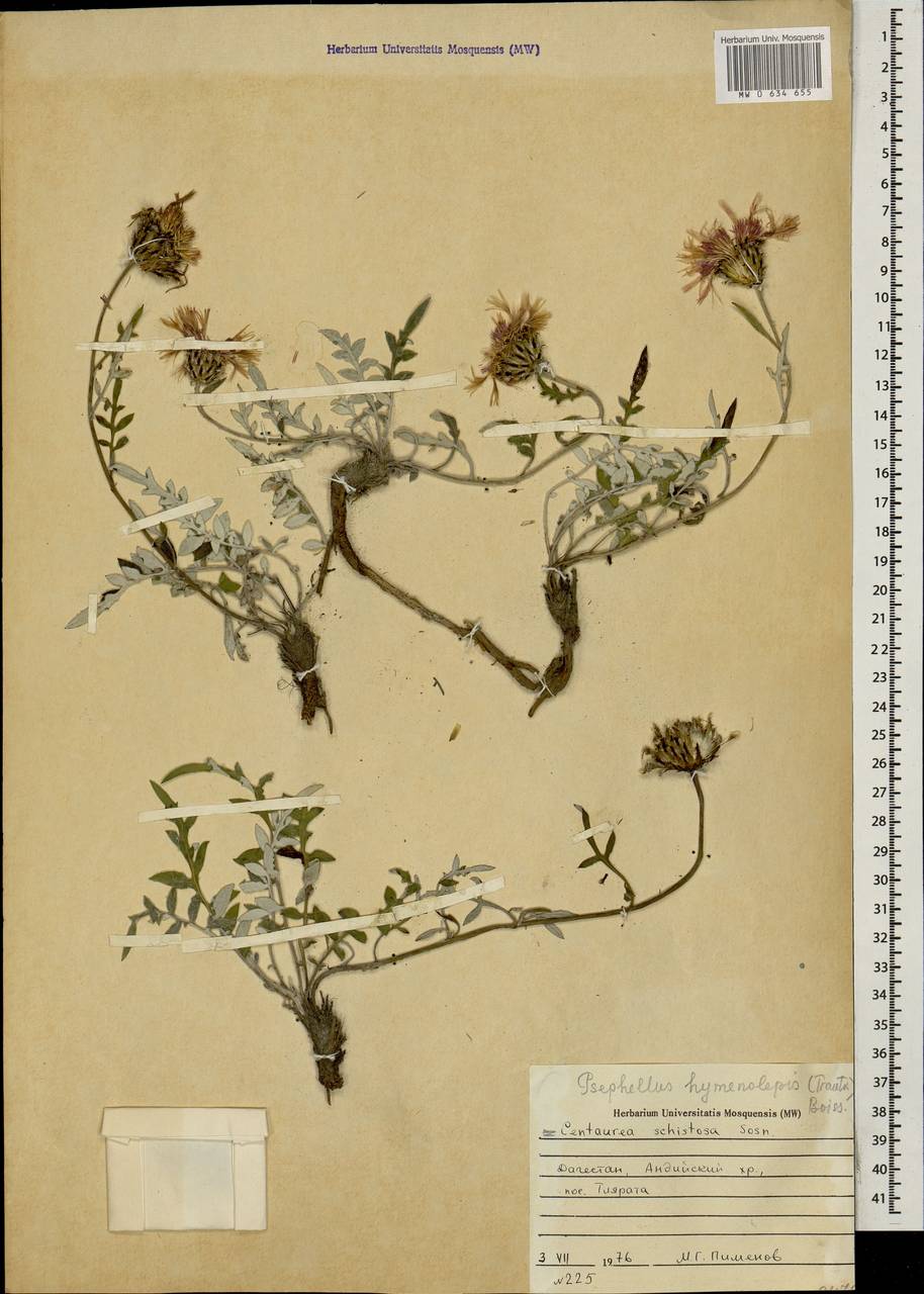 Psephellus hymenolepis (Trautv.) Boiss., Caucasus, Dagestan (K2) (Russia)