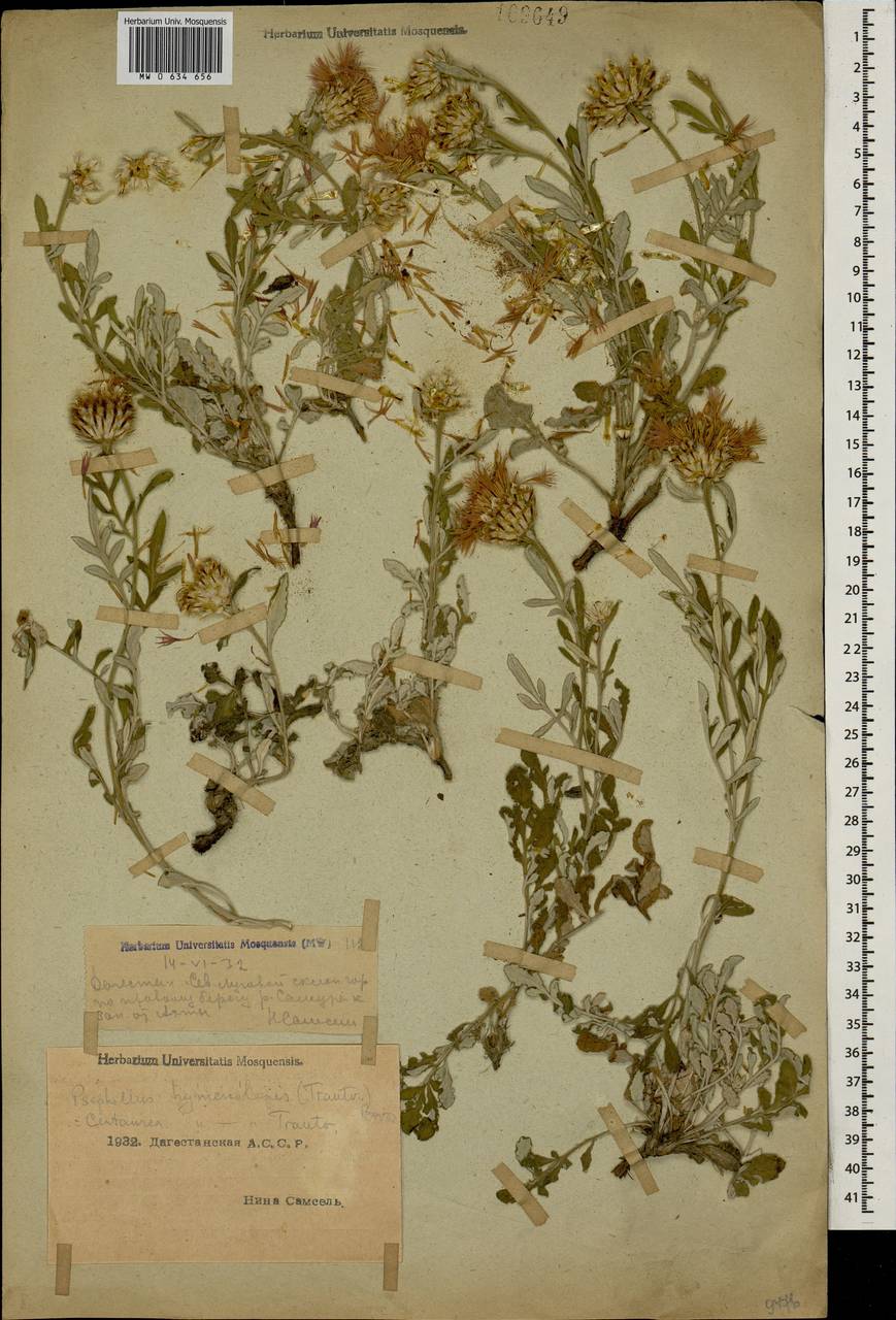 Psephellus hymenolepis (Trautv.) Boiss., Caucasus, Dagestan (K2) (Russia)